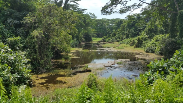 swampy-pond